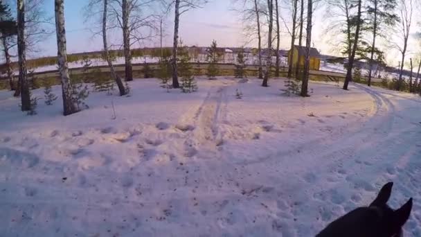 Riding on horseback in the winter woods . Riding on a horse in winter forest first-person gopro. Horse in winter on fresh snow at sunset. Ridding on horse in winter snow wood gopro sun and sunset — Stock Video