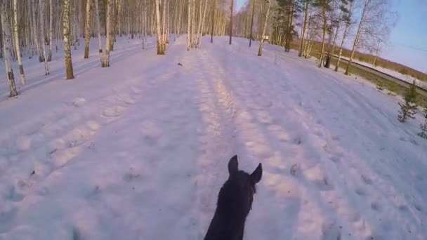 Riding on horseback in the winter woods . Riding on a horse in winter forest first-person gopro. Horse in winter on fresh snow at sunset. Ridding on horse in winter snow wood gopro sun and sunset — Stock Video