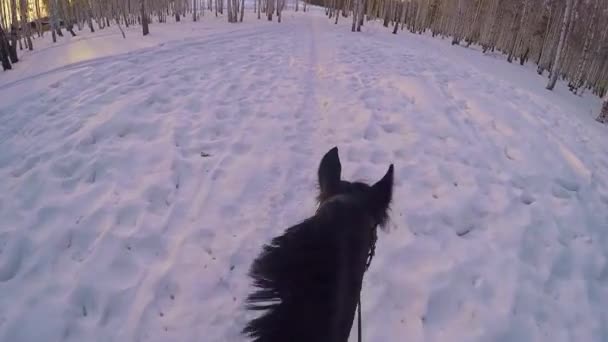 在冬天的树林里骑在马背上。在冬季森林第一人称 gopro 骑在一匹马。马在冬天上新鲜的雪，在日落时。消除对马的冬天雪木 gopro 太阳和日落 — 图库视频影像