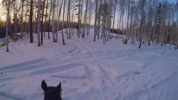 Cavalcare a cavallo nei boschi invernali. Cavalcando su un cavallo nella foresta invernale in prima persona gopro. Cavallo in inverno su neve fresca al tramonto. Cavalcando a cavallo in inverno neve legno gopro sole e tramonto — Video Stock