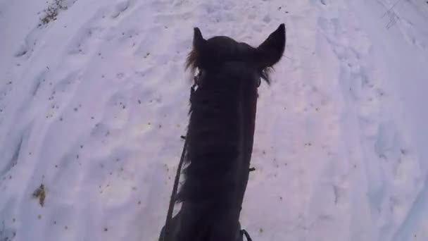 Jazda na koniu w zimowym lesie. Jazda na koniu w zimowym lesie pierwszej osoby gopro. Jazda zimą na świeżym śniegu o zachodzie słońca. Pozbawienie na koniu w zima śnieg drewna gopro słońce i zachód słońca — Wideo stockowe