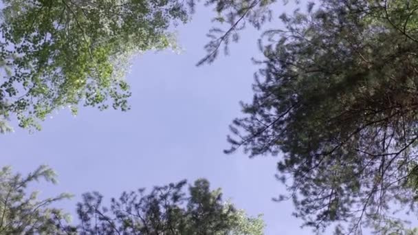 Raggi di sole in una foresta verde in primavera. Il bordo degli alberi nella foresta in estate. bosco bordo, giorno d'estate . — Video Stock