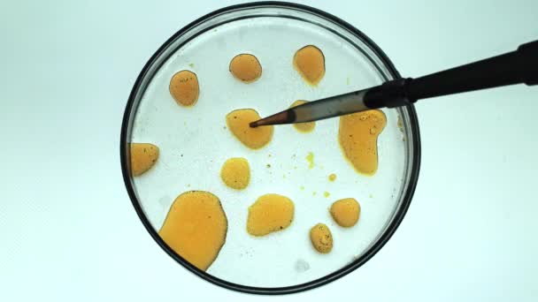 Kémiai kutatás a Petri-csésze fehér háttér. Mikrobiológiai laboratóriumi lemezek előkészítése. Inoculating lemezek. Petri-csészébe, baktériumok, kémiai Lab. laboratóriumi pipettával a zöld folyadék — Stock videók