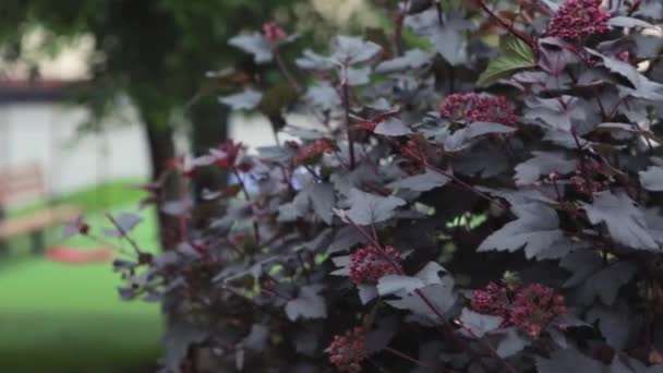 Bankje in de ochtend licht. Eenzaam bankje in het forest in het voorjaar. Bankje in het park. Eenzame houten bank, het park. — Stockvideo