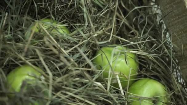 Maçãs verdes no feno. Cesta com maçãs deitadas no feno. Maçãs maduras e peras suculentas colocam a colheita no peito. O peito fica em um belo gramado verde. Composição de maçãs e feno . — Vídeo de Stock