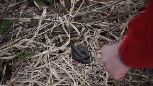 Coge una serpiente. el escape de la serpiente. hombre trata de atrapar a la serpiente por la cola, pero ella se escapa, escapar. Hermosa serpiente — Vídeo de stock