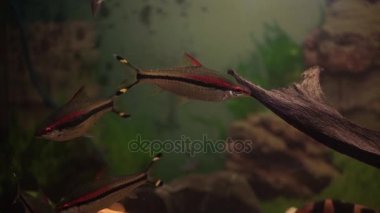 Karanlık derin mavi su akvaryum renkli balıkların. akvaryum balık. Zebra loach yayın balığı Botia striata akvaryum balık. Akvaryum-deniz hayatta balık