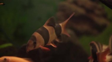 Karanlık derin mavi su akvaryum renkli balıkların. akvaryum balık. Zebra loach yayın balığı Botia striata akvaryum balık. Akvaryum-deniz hayatta balık