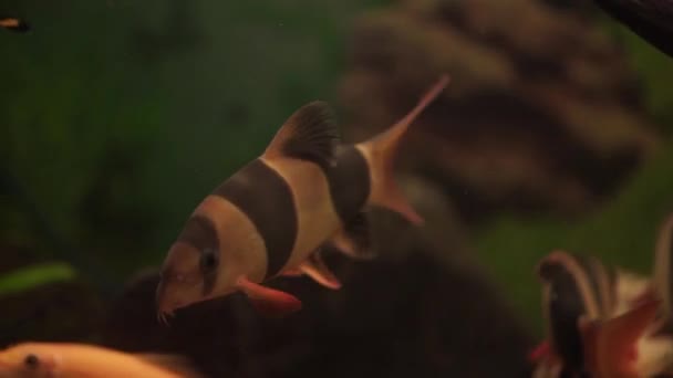 Aquarium colourfull fishes in dark deep blue water. aquarium fish. Zebra loach catfish Botia striata aquarium fish. Fish in aquarium- sea life — Stock Video