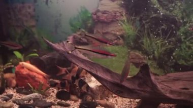 Karanlık derin mavi su akvaryum renkli balıkların. akvaryum balık. Zebra loach yayın balığı Botia striata akvaryum balık. Akvaryum-deniz hayatta balık