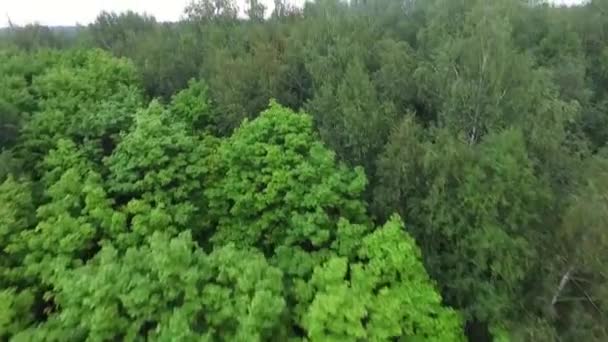 Bosque en día soleado. Vista aérea sobre el matorral del bosque — Vídeos de Stock