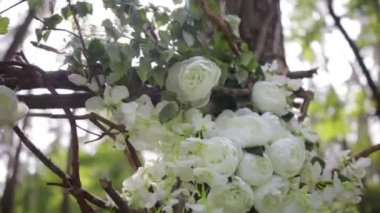 Güzel beyaz çalı gülleri. Parlak güneş süs beyaz çiçekler. İhale gül bahçesinde. Güzel güller yeşil yaprakları ve dikenler. Bir beyaz köpek-gül çiçeklerin iki bira kapatın. Güzel bokeh