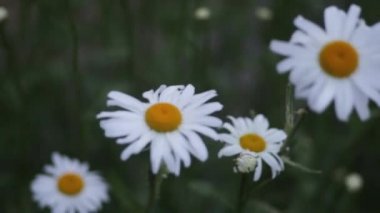 Çiçeklenme. Papatya çayı. Çiçek papatya alan, papatya çiçeği bir çayırda yaz, seçici odak üstünde. Çiçeklenme. Çiçek papatya alan.
