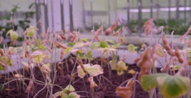 Soya fasulyesi sera sera topraksız tarımı sebze. Sera bitki satır Grow Led ışık kapalı Çiftliği Tarım teknolojisi ile.