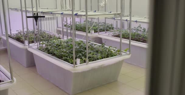 Sojabohnen Gewächshaus bodenlosen Anbau von Gemüse. Gewächshauspflanzenreihe wächst mit LED-Licht im Innenhof Landwirtschaftstechnologie. — Stockvideo