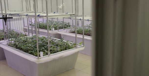 Soja serre serre culture de légumes sans sol. La rangée de plantes de serre grandit avec la technologie d'agriculture d'intérieur de lumière de LED . — Video