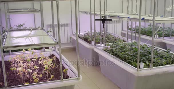 Σόγια του θερμοκηπίου θερμοκηπίων soilless καλλιέργεια λαχανικών. Γραμμή φυτό θερμοκηπίου αυξάνεται με οδήγησε φως εσωτερική αγρόκτημα Τεχνολογίας Γεωπονίας. — Αρχείο Βίντεο