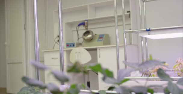 Соевые бобы теплицы безболезненное выращивание овощей. Ряд парниковых растений растет с помощью светодиодного света в помещении сельскохозяйственной техники . — стоковое видео
