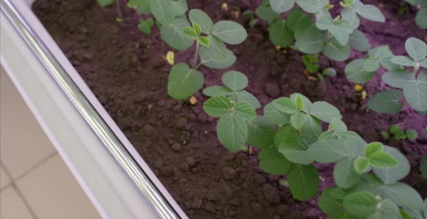 Sojabohnen Gewächshaus bodenlosen Anbau von Gemüse. Gewächshauspflanzenreihe wächst mit LED-Licht im Innenhof Landwirtschaftstechnologie. — Stockvideo