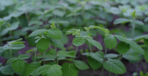 Σόγια του θερμοκηπίου θερμοκηπίων soilless καλλιέργεια λαχανικών. Γραμμή φυτό θερμοκηπίου αυξάνεται με οδήγησε φως εσωτερική αγρόκτημα Τεχνολογίας Γεωπονίας. — Αρχείο Βίντεο