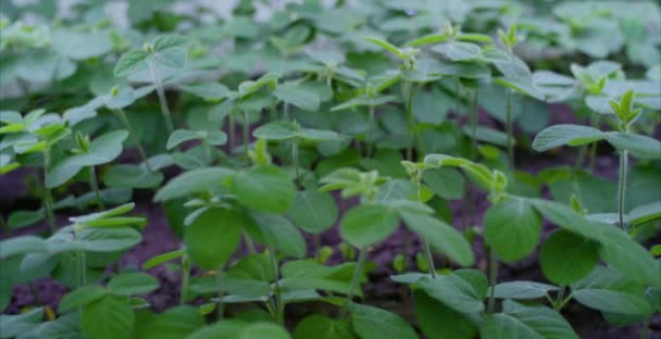 Соевые бобы теплицы безболезненное выращивание овощей. Ряд парниковых растений растет с помощью светодиодного света в помещении сельскохозяйственной техники . — стоковое видео