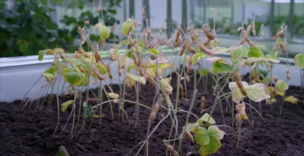 Szójabab üvegházhatást okozó üvegházhatást okozó vízkultúrás zöldségtermesztésben. Üvegházhatást okozó növények sorban nőnek a Led Light beltéri Farm mezőgazdasági technológia. — Stock videók