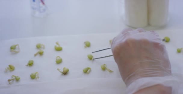 Hoop soy bean, monster voor genetische tests. Wetenschappers werken nam de spruiten beginnen te experimenteren of fok spruiten de inhoud van een schoon en vrij van chemische, wetenschap. — Stockvideo