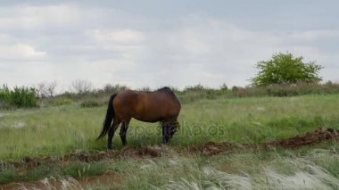 Yalnız güzel kahverengi at yeşil çayır içinde