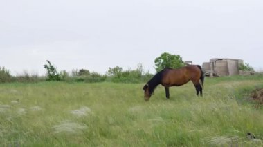 Yalnız güzel kahverengi at yeşil çayır içinde
