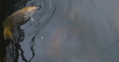 Sazan balık su, üstten görünüm altında.
