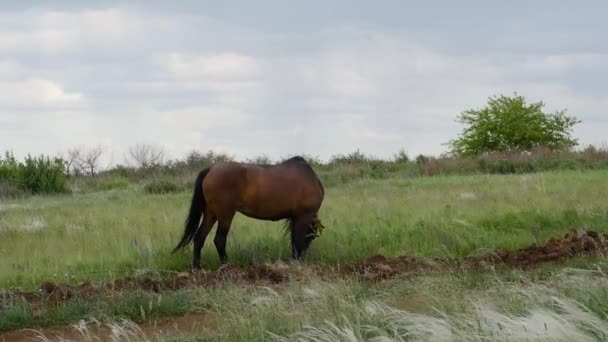 Lonely Beautiful brown horse in the green meadow — Stock Video