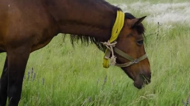 Einsam schönes braunes Pferd auf der grünen Wiese, Nahaufnahme. — Stockvideo