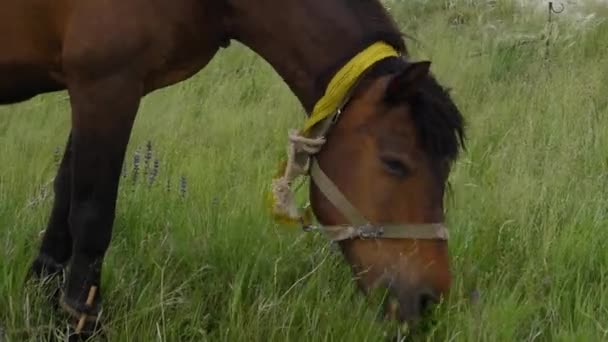Osamělý krásné hnědé koně na zelené louce, zblízka. — Stock video