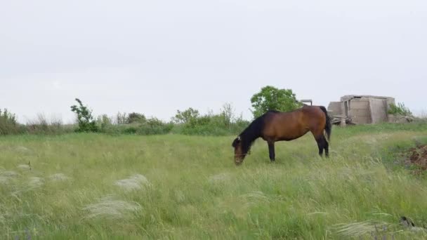 Einsam schönes braunes Pferd auf der grünen Weide — Stockvideo