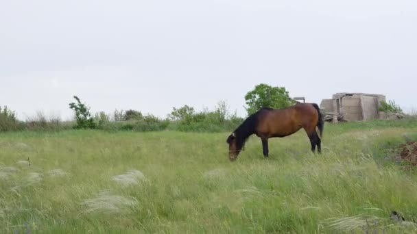 Solitaire Beau cheval brun dans la prairie verte 