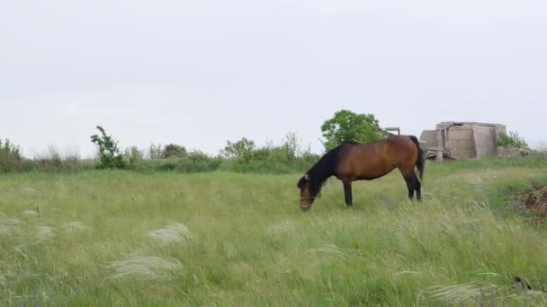 Caballo marrón hermoso solitario en el prado verde — Vídeo de stock