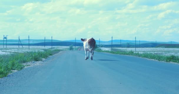 Kráva zaostává za stáda pokračuje po asfaltové silnici. Kravička dělá na silnici — Stock video