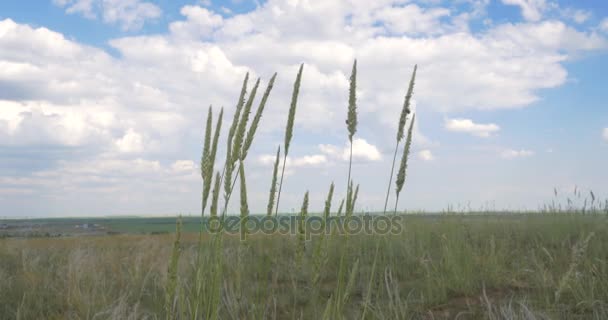 Wheat grass and wheat stalk moving in the wind. — Stock Video