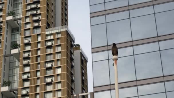 The eagle sat on the post on the street. Eagle on Post — Stock Video