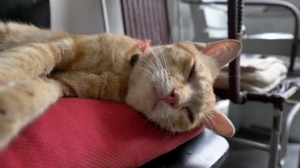 El gato rojo duerme sobre una almohada roja. Gato dormido con almohada — Vídeos de Stock