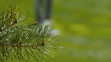 Golfçüler süpürme golf sahası yaz aylarında vurdu. Golf oyunu