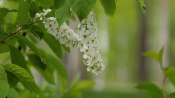 Isolerade blomma av lila på en gren. Blommande vita blommor i trädgården under våren. Gröna blad. — Stockvideo