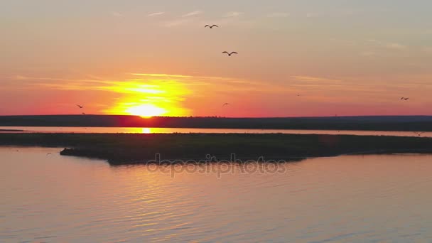 Stado ptaków na tle kolorowe niebo. Zachód słońca nad rzeką. Wyspa mew. Ptaki latają o zachodzie słońca, antenowe — Wideo stockowe