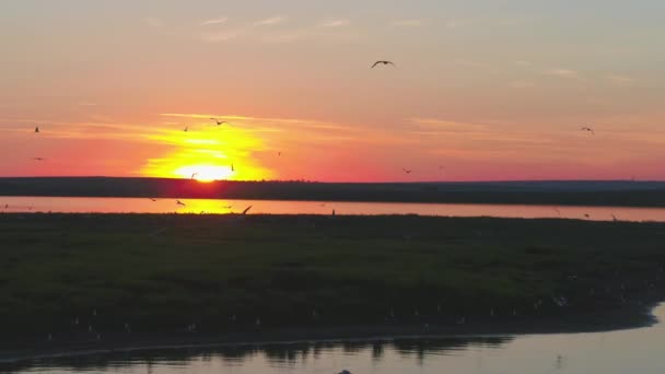 カラフルな空の背景の鳥の群れ。川に沈む夕日。カモメの島です。日没、空中で鳥が飛ぶ — ストック動画