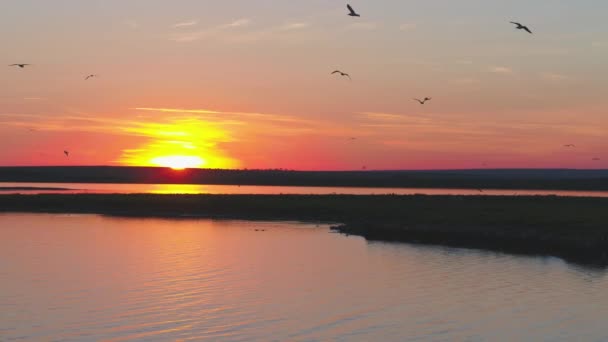 Una bandada de aves en el fondo del cielo colorido. Puesta de sol en el río. Isla de las gaviotas. Las aves vuelan al atardecer, aérea — Vídeo de stock