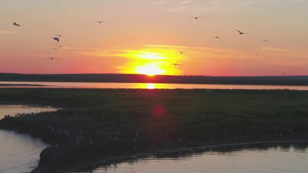Stado ptaków na tle kolorowe niebo. Zachód słońca nad rzeką. Wyspa mew. Ptaki latają o zachodzie słońca, antenowe — Wideo stockowe