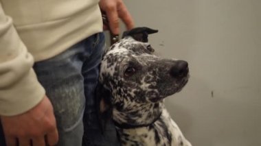 Dalmaçya üzerine bir yürüyüş olacak. Dalmaçyalı asansörde sahibi ile sürme. Köpek asansöre binmeyi seviyor