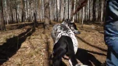 Adamın sonbahar park köpek ile güneşli gün girer. Dalmaçya köpeği ile adamım, arkadan görüntülemek