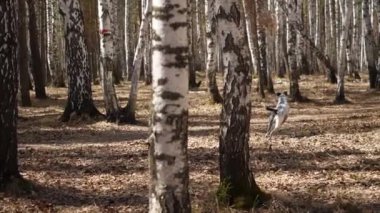 Gün batımında Dalmaçya köpeği. Dalmaçya köpek Park, sonbahar hava, yavaş hareket çalıştıran