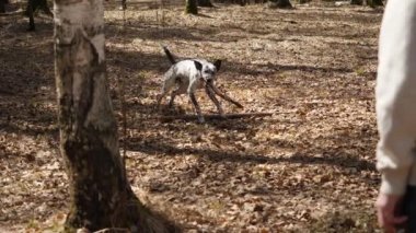 Ahşap bir parça ile bir sahada çalışan Dalmation köpek. Bir sopayla, ağır çekim Dalmaçya köpeği